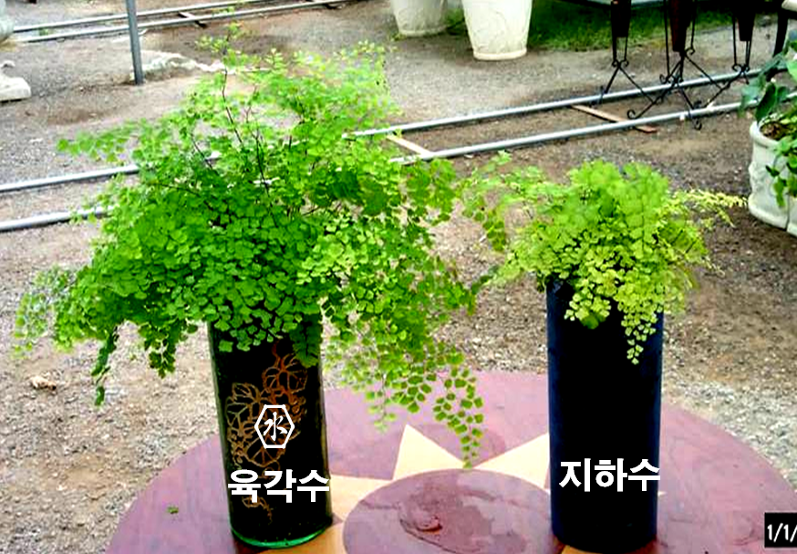 식물