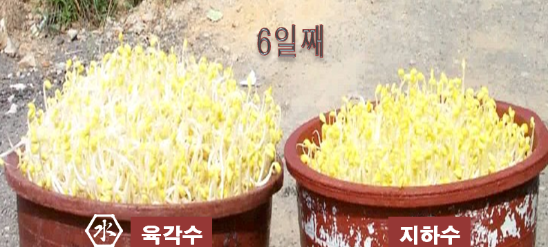 콩나물