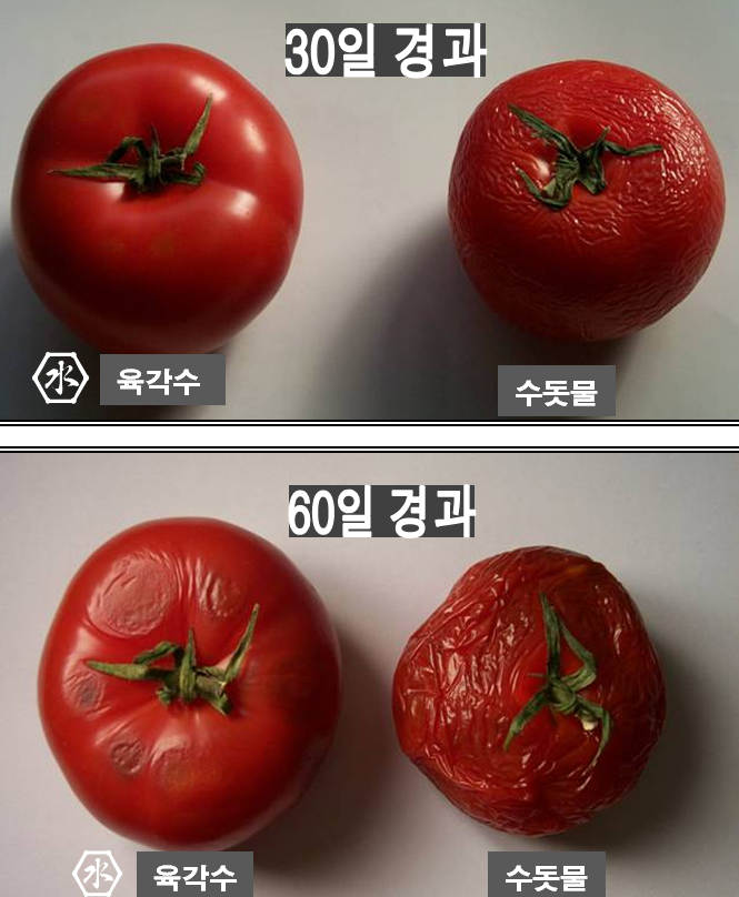 토마토